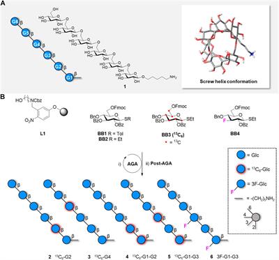 The Flexibility of Oligosaccharides Unveiled Through Residual Dipolar Coupling Analysis